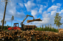 这地木材商：得到中国市场六成木材“卖不出”